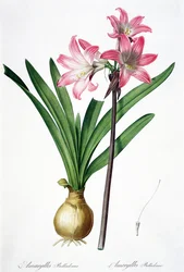Amaryllis Belladonna, fra 